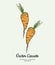 Carrot vegetable vector isolate. Orange whole carrot, green leaf. Vegetables hand drawn illustration. Trendy vegetarian