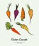 Carrot vegetable vector isolate. Orange whole carrot, green leaf. Vegetables hand drawn illustration. Trendy vegetarian