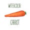 Carrot watercolor illustration on white background. Raw carrot with greenery handdrawn image.