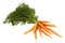 Carrot on white background