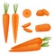Carrot, whole vegetable, half and slices, vector illustration