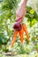 Carrots and beetroot just picked in the garden in hand