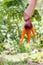 Carrots and beetroot just picked in the garden on wooden boards