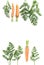 Carrots and carrot tops