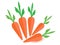 Carrots , carrots vector, carrots