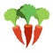 Carrots color illustration. Theme farming, harvest