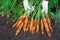 Carrots crop. The woman reaps a carrots crop. Very large carrot.