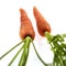 Carrots, daucus carota, Vegetables against White Background