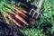 Carrots dug with garden fork lies on a garden bed in a vegetable garden.