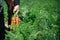 Carrots field near Ispica Sicily