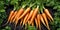 Carrots on the Ground, Generative AI