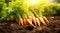 carrots grow and ready to dig vegetable