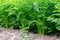 Carrots growing in the beds in the farmers field, vegetables planted in rows.