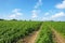 Carrots growing in a field