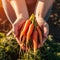 carrots in the hands of a girl, young juicy carrots on a bed in the garden. Generative AI