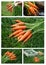 Carrots harvesting