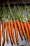 Carrots on metal Cookie Sheet Vertical with Stems Attached