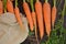 Carrots nature vegetables orange