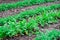 Carrots and parsley plant growing in garden