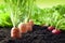 Carrots and radish growing in the garden