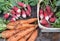 Carrots and radishes freshly harvested in garden