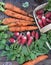 Carrots and radishes freshly harvested in garden