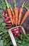 Carrots and radishes freshly harvested in garden