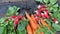 Carrots and radishes freshly harvested in garden