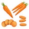 Carrots set. Single whole, group and slices of carrot. Cartoon flat simple style. Fresh market vegetables. Vector illustrations