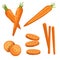 Carrots set. Whole carrots, half slices and carrot sticks. Cartoon flat simple style. Fresh market vegetables. Vector illustration