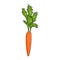 Carrots are shown as a solid line. Delicious vegetable. The object is drawn with a single line in a doodle style. A