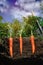 Carrots in the soil at shallow depth of field