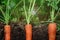 Carrots in the soil at shallow depth of field