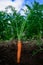 Carrots in the soil at shallow depth of field