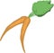 Carrots Vector Illustration