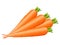 Carrots Vector Illustration