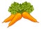 Carrots Vegetable Cartoon Illustration