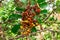 Carrotwood a.k.a. tuckeroo Cupaniopsis anacardioides fruit and seeds closeup - Pine Island Ridge Natural Area, Davie, Florida,