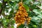 Carrotwood a.k.a. tuckeroo Cupaniopsis anacardioides orange fruit closeup - Pine Island Ridge Natural Area, Davie, Florida, USA