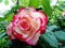 Carrousel rose with rain drops