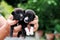 Carry poor black breed puppy of Thailand with human big hand