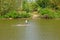 Carrying sugarcane by a bamboo raft