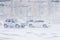 Cars at a crossroads. Snow storm in the city of Cheboksary, Chuvash Republic, Russia. 01/17/2016