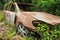 Cars damaged in fire on junkyard. An Old Car Covered in Vines and Pinestraw