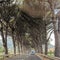 Cars driving on the road among tall pines along Adriatic sea coast