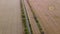 Cars driving road with trees between large fields yellow ripened wheat in summer