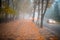 Cars move along an autumn road in conditions of poor visibility. Blurred fog effect. The sidewalk with a pair of walkers is in