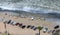 Cars parked on a section of Miraflores Beach at Lima in Peru.