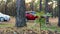 Cars stand in a pine forest