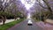Cars traveling under tall Jacaranda trees lining the street of a Johannesburg suburb in the afternoon sunlight